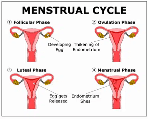 Woman’s Menstrual Cycle